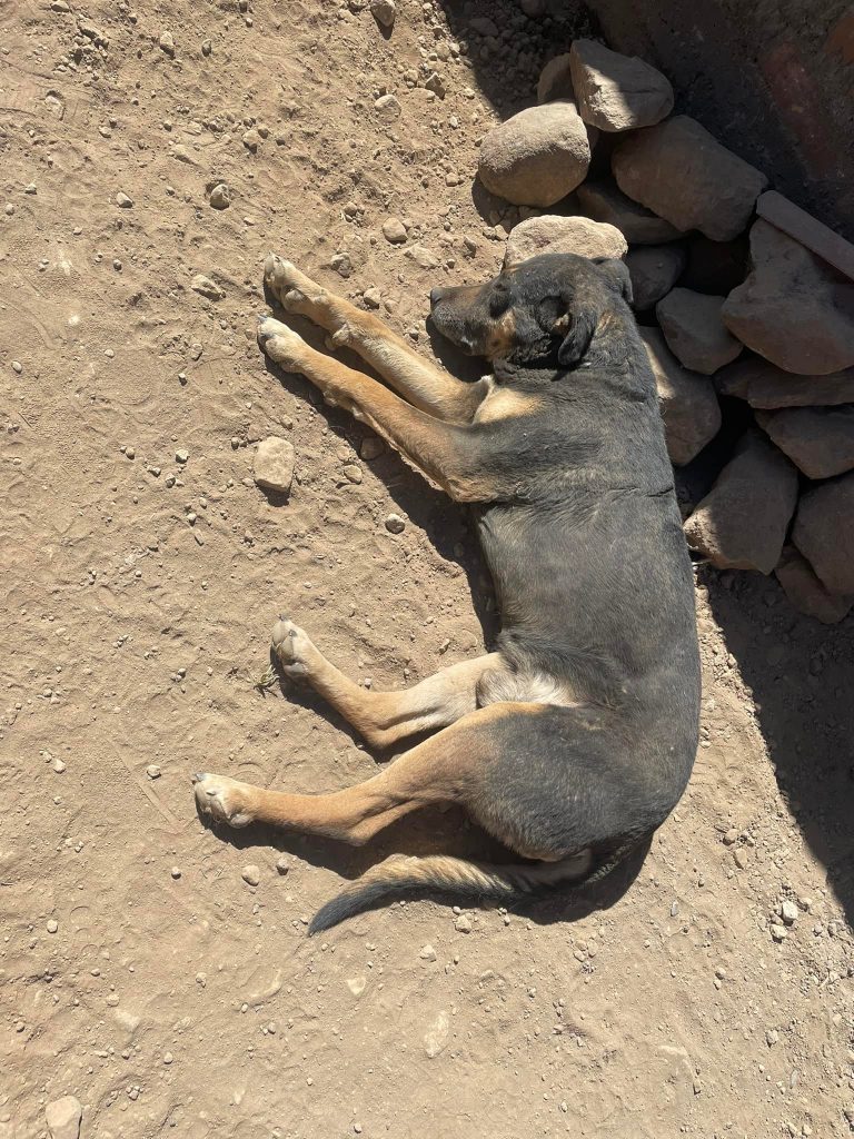 Canes del albergue de perros Rescate Animal de Socabaya