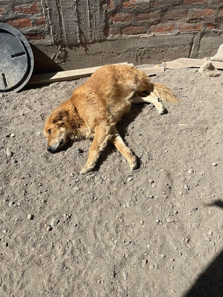 Canes del albergue de perros Rescate Animal de Socabaya