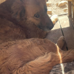 Ladrones lanzan veneno a albergue de perros Rescate Animal