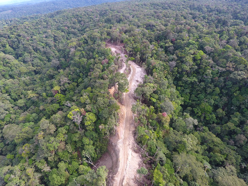 Senderos abiertos por la tala ilegal de madera en la selva peruana